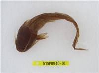 藏品(鬍鯰(塘虱魚))的圖片